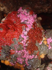 Corynactis australis