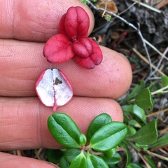 Exobasidium splendidum