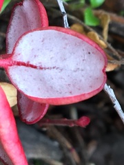 Exobasidium splendidum