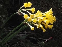 Cyrtanthus flanaganii