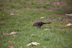Quiscalus mexicanus