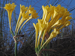 Cyrtanthus flanaganii