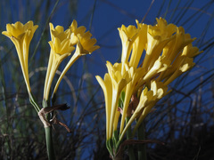 Cyrtanthus flanaganii