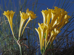 Cyrtanthus flanaganii