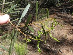 Acacia hakeoides