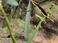 Acacia hakeoides