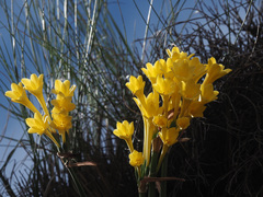 Cyrtanthus flanaganii