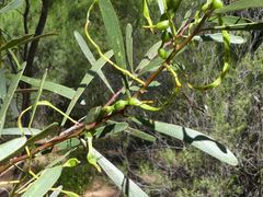 Acacia hakeoides