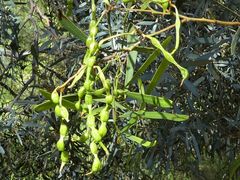Acacia hakeoides