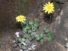 Cineraria mollis
