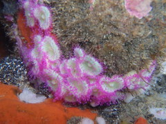 Corynactis australis