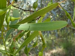 Acacia hakeoides