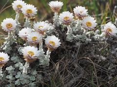 Helichrysum glaciale