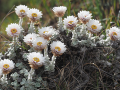 Helichrysum glaciale
