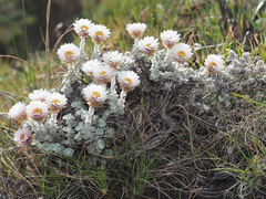 Helichrysum glaciale