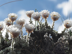 Helichrysum glaciale