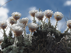 Helichrysum glaciale