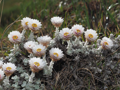 Helichrysum glaciale