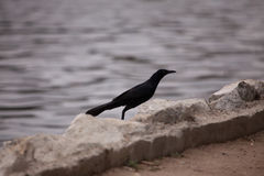 Quiscalus mexicanus