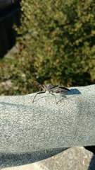 Arilus cristatus