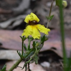Goodenia rotundifolia