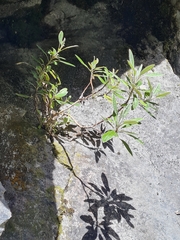 Brachyglottis laxifolia