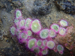 Corynactis australis