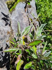Brachyglottis laxifolia