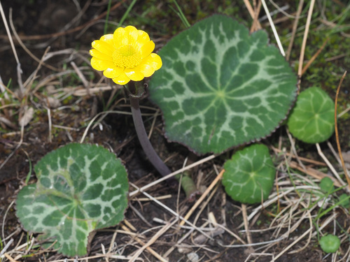 Peltocalathos baurii
