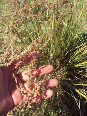 Chascolytrum subaristatum