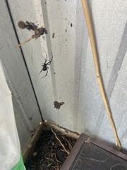 Latrodectus hasselti