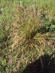 Chascolytrum subaristatum