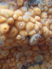 Corynactis australis