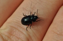 Chrysolina aurichalcea