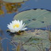 European White Waterlily - Photo (c) Kristin A. Bakkegard, some rights reserved (CC BY-NC), uploaded by Kristin A. Bakkegard