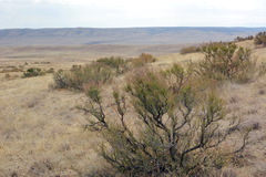 Spiraeanthus schrenkianus