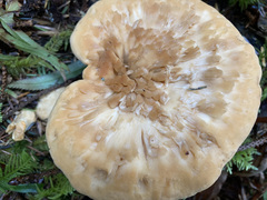 Hydnum washingtonianum