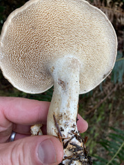 Hydnum washingtonianum