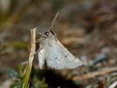 Scodiomima aspersaria