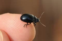 Chrysolina aurichalcea