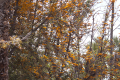 Angiospermae