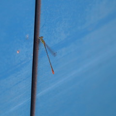 Agriocnemis pygmaea