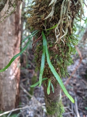 Notogrammitis angustifolia nothofageti