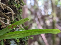 Notogrammitis angustifolia nothofageti