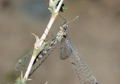 Gymnocnemia variegata