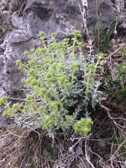 Teucrium aureum