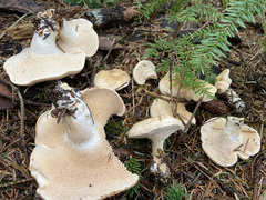 Hydnum washingtonianum