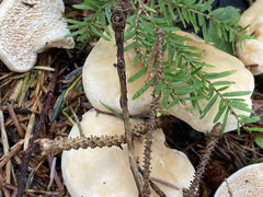 Hydnum washingtonianum