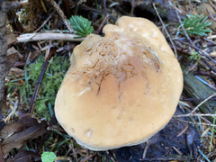 Hydnum washingtonianum