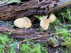 Hydnum washingtonianum